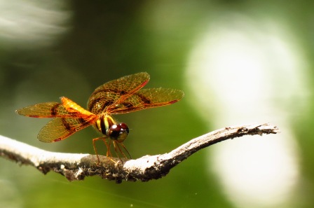 Stunning Dragonflies. And they eat the mosquitoes!